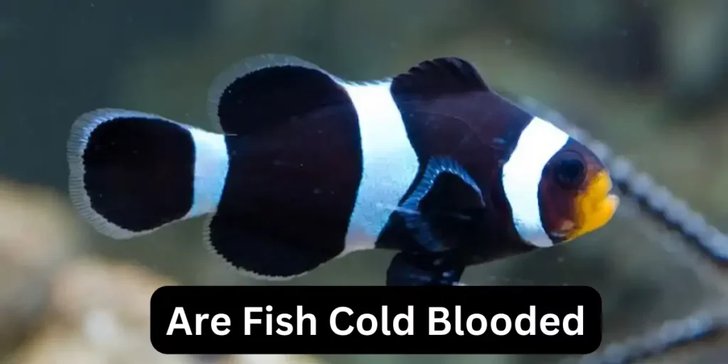 Are Fish Cold Blooded