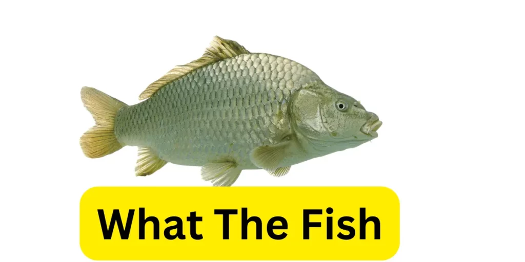 What The Fish